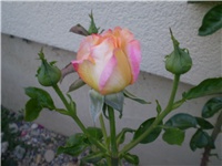 5c5ef18a-Picture 6234.jpg